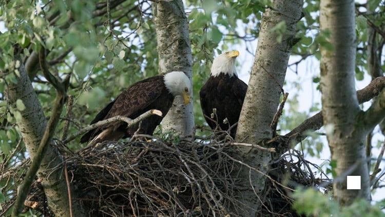 Cover Image for Why Do Bald Eagles Build Nests Up High? (How High)