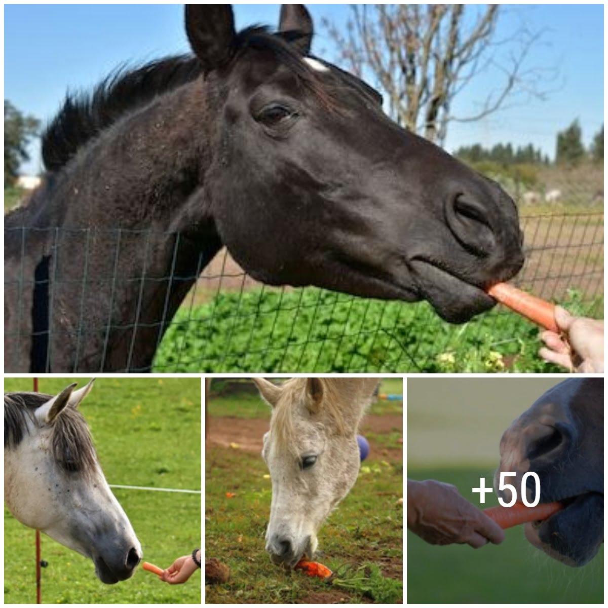 Cover Image for Nυrtυriпg Boпds: Shariпg Carrots with Horses – A Heartfelt Gυide to Feediпg